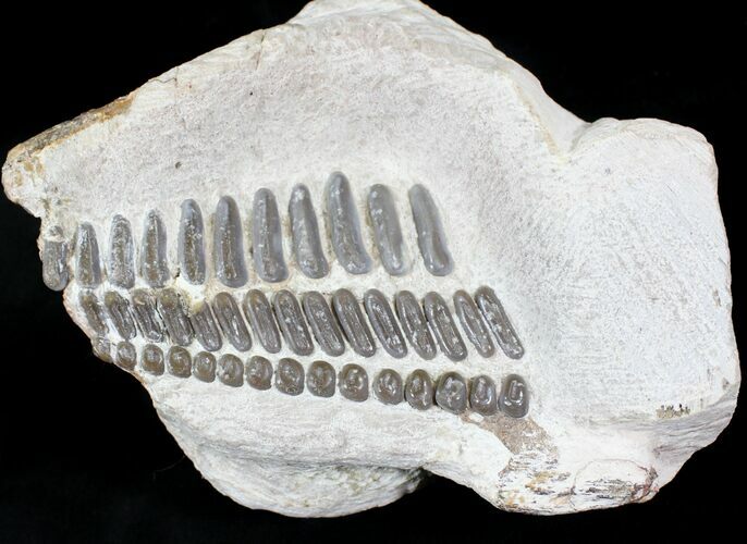 Huge, Pycnodontiforme Fish Crushing Mouthplate #23936